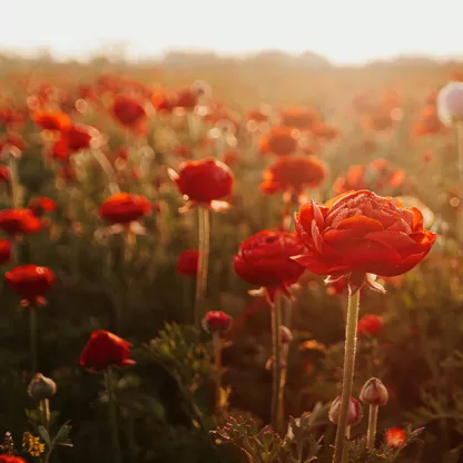 poppies-1200-x-628.jpg
