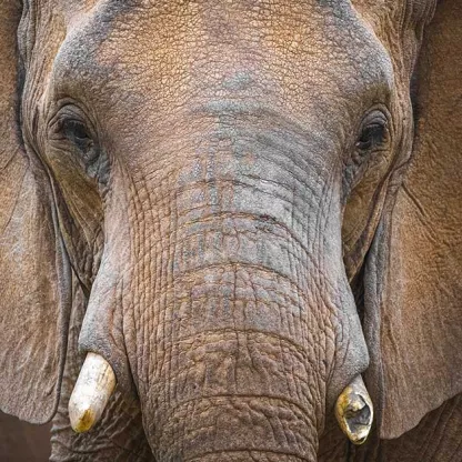 close up of elephant