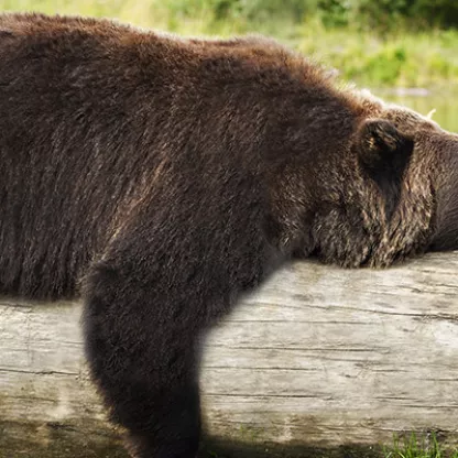 bear-900x400.jpg