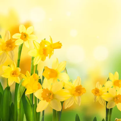 daffodils_shutterstock_133244921.jpg