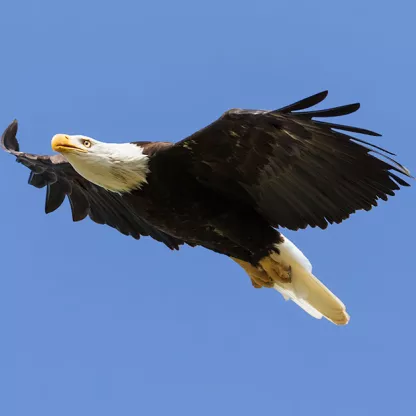 eagle-1200x628.jpg