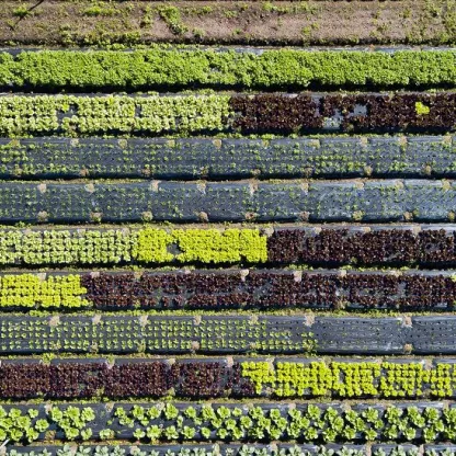 green_gilts_-_unsplash.jpg