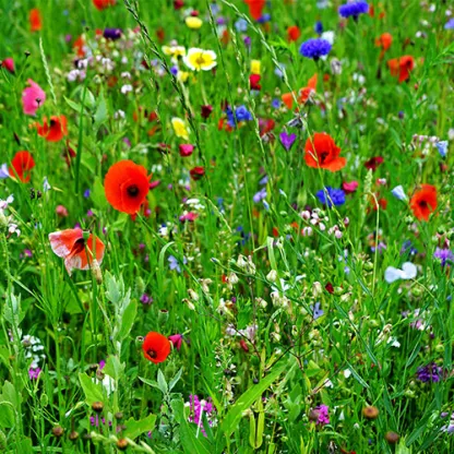 poppies_500x500.jpg