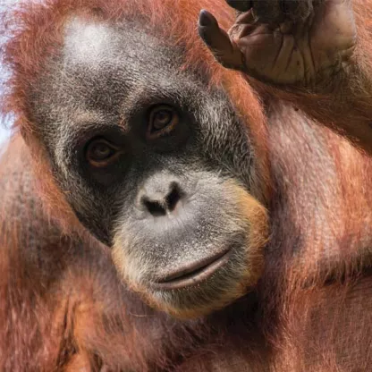 rewilding_the_world_tiffany_lang_durrell_zoo.jpg