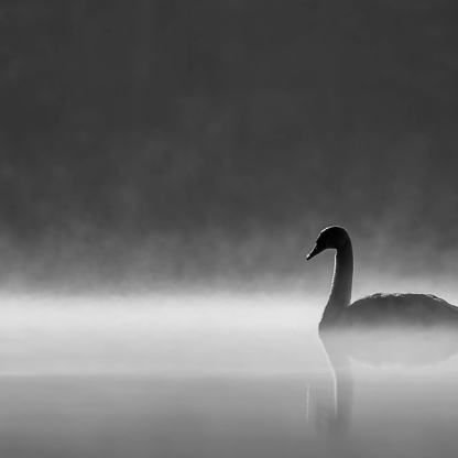 swan-web.jpg