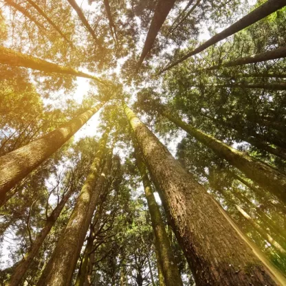 trees.jpg