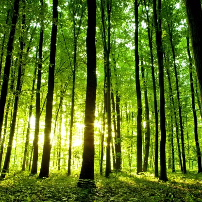 trees_shutterstock_111537713.jpg