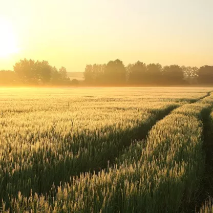 wheat-field-1200x628.jpg
