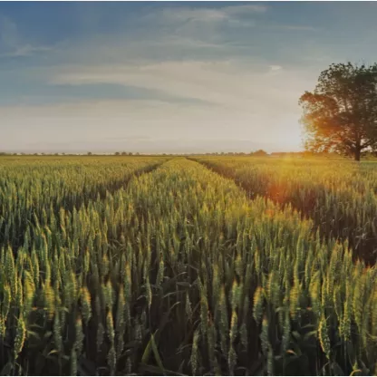 wheat.jpg